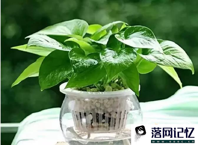 水培绿萝怎么养？优质  第6张