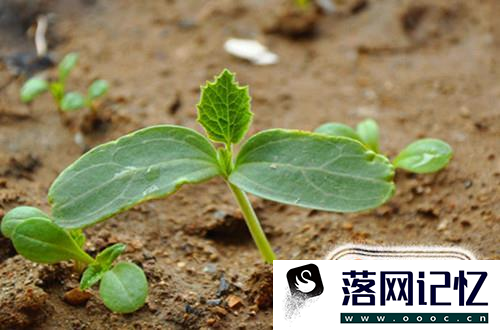 怎么在阳台种植小葫芦优质  第5张