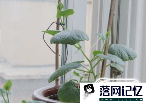 怎么在阳台种植小葫芦优质  第7张