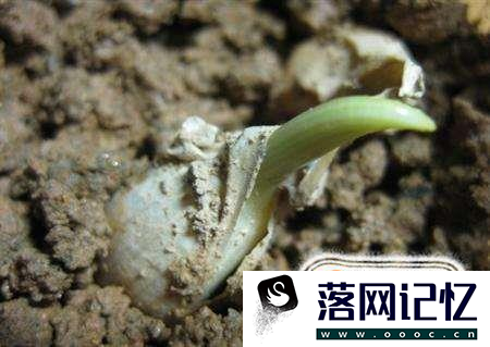 怎样在家里种大蒜？优质  第3张