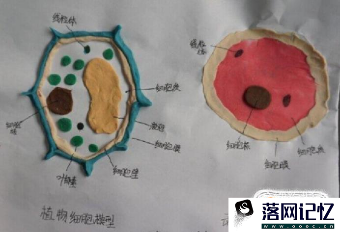 生物模型制作方法优质  第2张