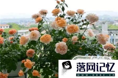 月季花的养殖方法优质  第4张