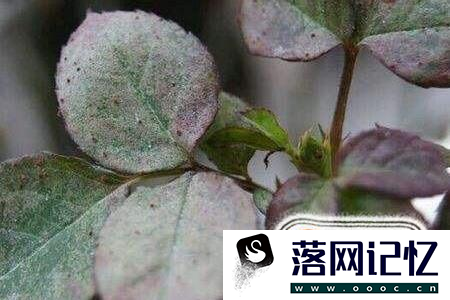 月季花的养殖方法优质  第7张