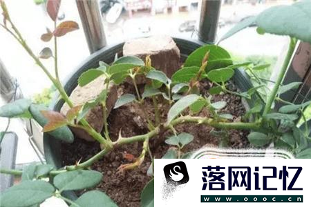 月季花的养殖方法优质  第8张