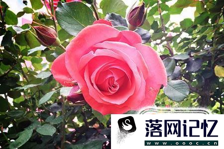 月季花的养殖方法优质  第10张