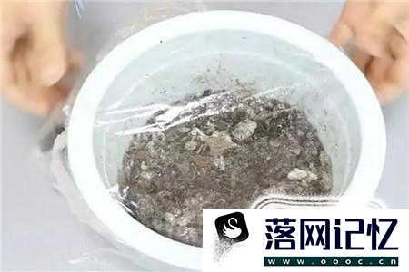 月季花的养殖方法优质  第16张