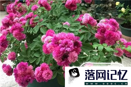 月季花的养殖方法优质  第17张