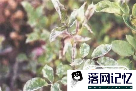 月季花的养殖方法优质  第19张