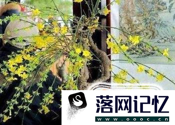 春天开的花有哪些优质  第2张