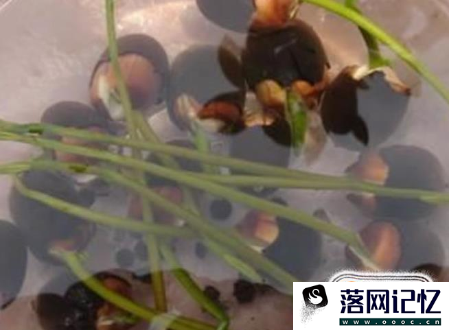 水培睡莲无土方法步骤优质  第7张