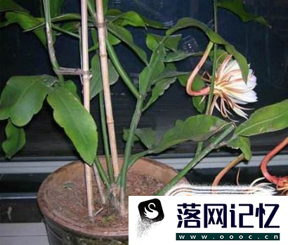 想在家中种植昙花过程中应该注意什么?优质  第2张