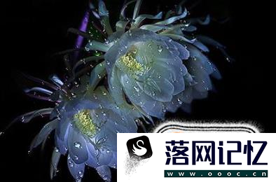 想在家中种植昙花过程中应该注意什么?优质  第4张