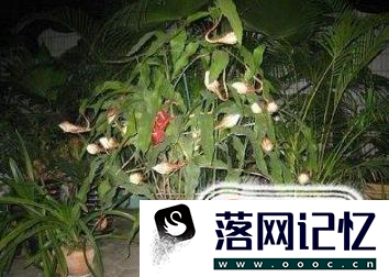 想在家中种植昙花过程中应该注意什么?优质  第5张