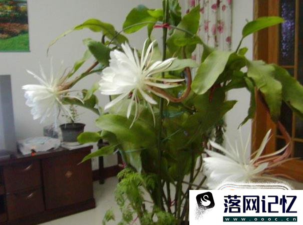 想在家中种植昙花过程中应该注意什么?优质  第6张