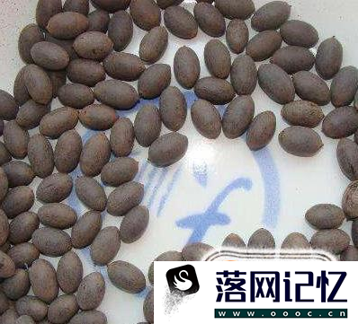 碗莲种植方法优质  第2张