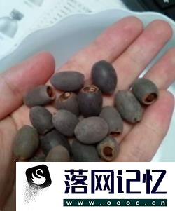 碗莲种植方法优质  第3张