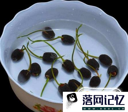 碗莲种植方法优质  第5张