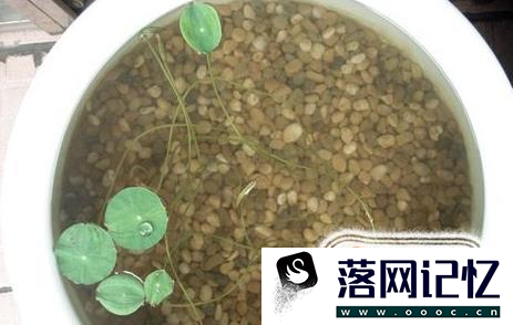 碗莲种植方法优质  第13张