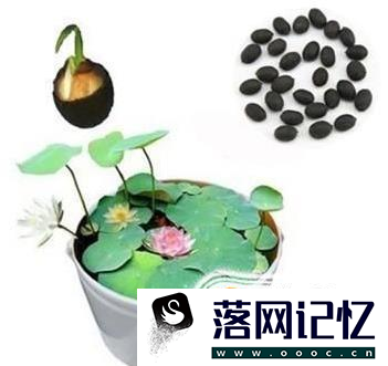 碗莲种植方法优质  第15张