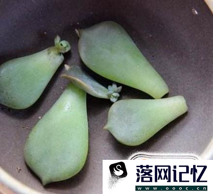 多肉怎样叶插才能简单快速的出苗优质  第2张