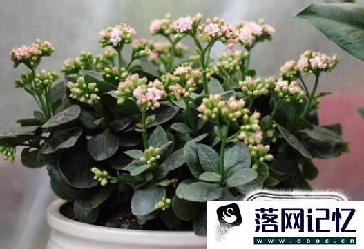 长寿花怎样养优质  第1张