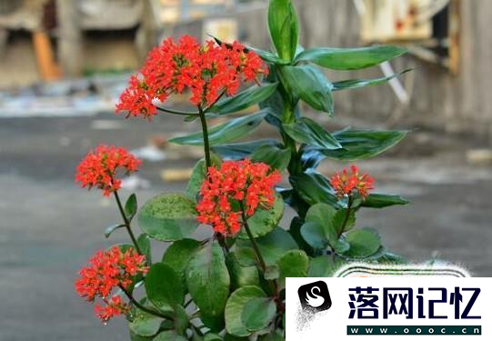 长寿花怎样养优质  第3张