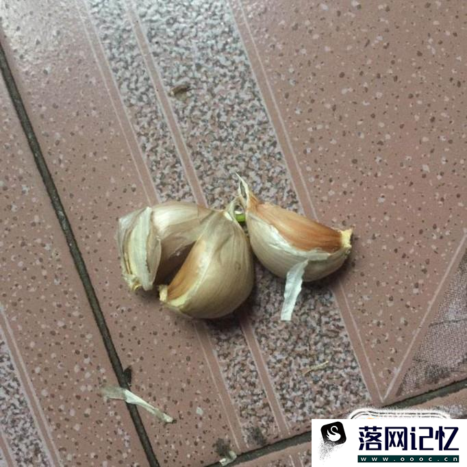 在自家阳台怎样种大蒜优质  第1张