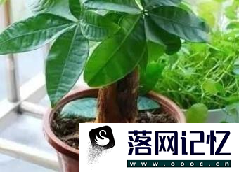 发财树黄叶子怎么办？优质  第10张