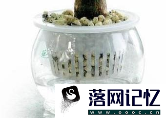 发财树黄叶子怎么办？优质  第12张