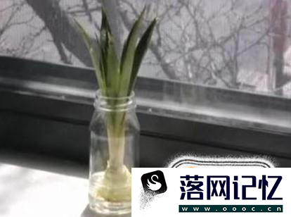 菠萝头子的种植方法优质  第4张