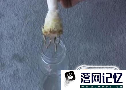 菠萝头子的种植方法优质  第5张