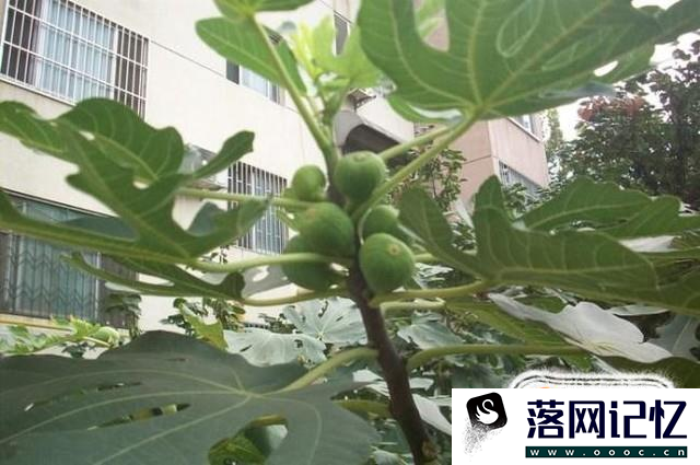 无花果树怎么种植？优质  第2张