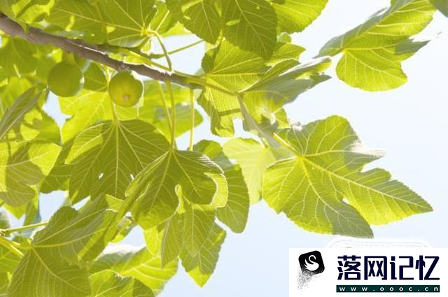 无花果树怎么种植？优质  第3张