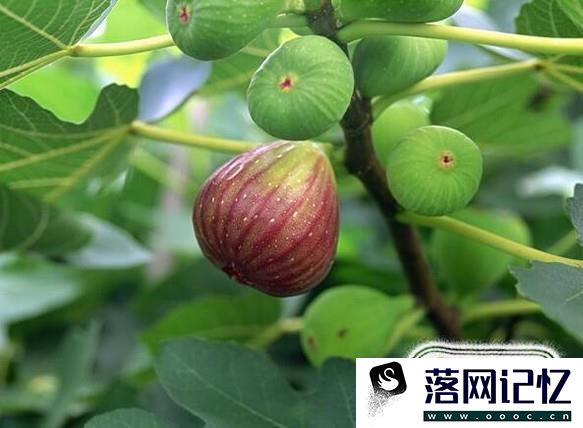 无花果树怎么种植？优质  第5张