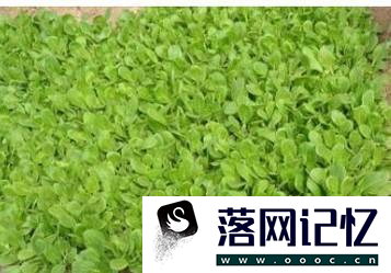 油菜的高产种植方法优质  第4张