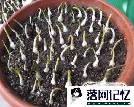 如何种植盆栽蒜苗优质  第4张