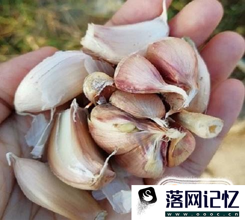 教你怎么种植大蒜？优质  第3张