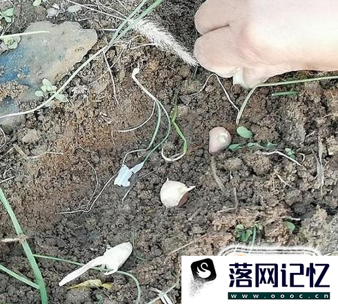 教你怎么种植大蒜？优质  第4张