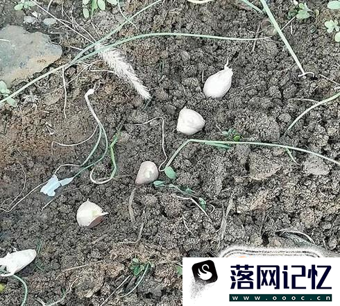 教你怎么种植大蒜？优质  第5张