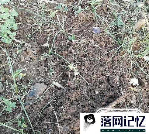 教你怎么种植大蒜？优质  第7张