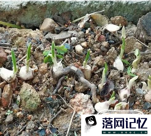 教你怎么种植大蒜？优质  第9张