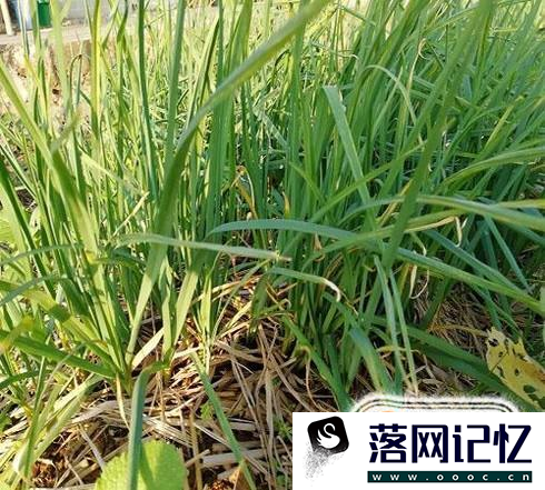 教你怎么种植大蒜？优质  第11张