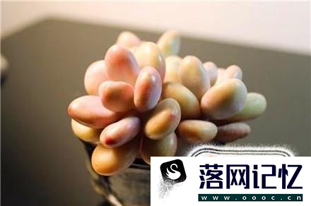 新房子放什么植物好优质  第3张