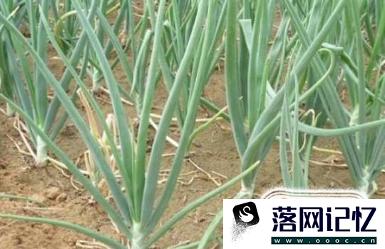 洋葱如何培育种植优质  第6张