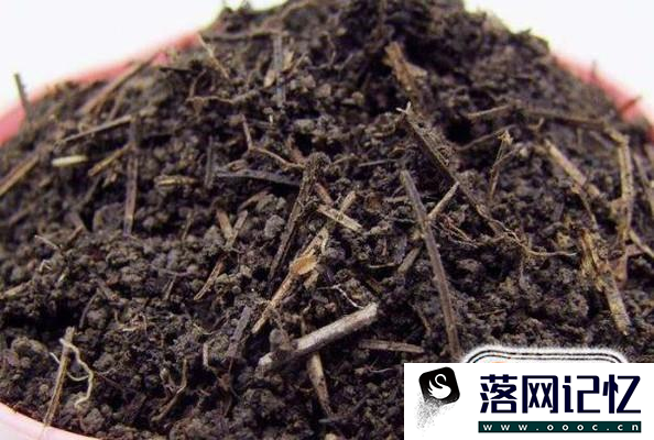 石蒜（彼岸花）促进开花优质  第2张