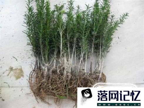 红豆杉快速扦插繁殖方法优质  第3张