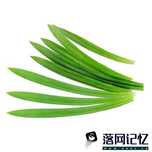 香兰叶的种植方法优质  第1张