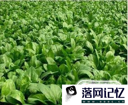 菠菜科学种植方法优质  第2张