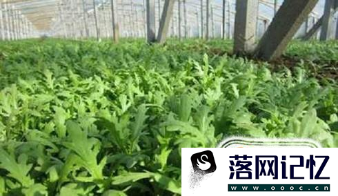 菠菜科学种植方法优质  第3张