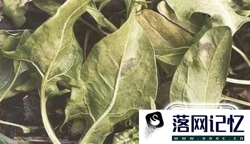 菠菜科学种植方法优质  第5张